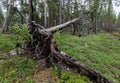 Wooded White Sea Coast Royalty Free Stock Photo