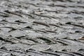 Wooden aged tile on the roof of the house, natural surface texture background