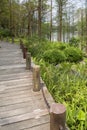 Wooden alley arranged in the Shimen Forest Park