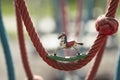 wooden antique rocking horse at a miniature rocket horse on a rope swing Royalty Free Stock Photo