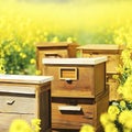 Wooden apiary crates or beehive boxes for beekeeping and honey collecting in blooming canola field