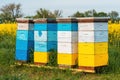 Wooden apiary crates or beehive boxes for beekeeping and honey collecting in blooming canola field