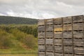 Wooden apple bins in orchard