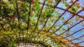 Wooden Architecture with Dense Vines