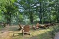 Wooden armchairs in summer backyard