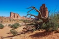 Reaching arms of a dead tree.