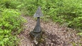 Wooden arrow pointing upwards placed in a forest