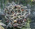 Wooden artwork combines figures of human and animals in Cloud Forest Dome, Singapore