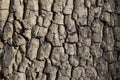 Old tree bark texture. Wood background. American persimmon tree or Diospyros virginiana Royalty Free Stock Photo