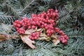 Wooden background with fir branches and berries of Viburnum close-up