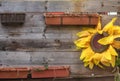 Wooden background, flower pots, decorative sunflower Royalty Free Stock Photo