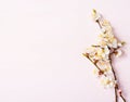 Wooden background with flowering apricot branches.