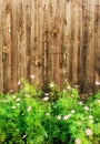 Wooden background. Garden fence with pink flowers Cosmea Bipinnatus Royalty Free Stock Photo