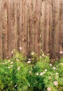 Wooden background. Garden fence with pink flowers. Royalty Free Stock Photo