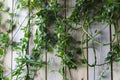 Wooden background with a green climbing plant Royalty Free Stock Photo