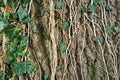 Tree trunk, old rough wood texture. Royalty Free Stock Photo