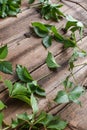 Wooden background with green wild grapes, leaves spread over wooden background, Royalty Free Stock Photo