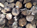 Wooden background. Macro wood cross section. Closeup of round slice of tree with annual rings and cracks