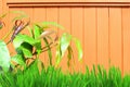 Wooden background with mango leaves and grass Royalty Free Stock Photo