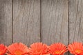 Wooden background with orange gerbera flowers Royalty Free Stock Photo