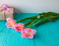 Wooden background and pink tulips. March 8, Mother`s Day.