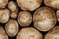Wooden background, sections of logs, trunks. Artificial intelligence, AIwallpapers, backgrounds and backdrops Royalty Free Stock Photo