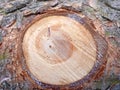 Wooden Background Spruce