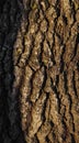 Tree trunk, old rough wood texture. Royalty Free Stock Photo