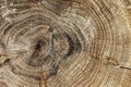 Wooden background with the surface texture of a natural polished sawn cut of old oak wood with annual rings close-up Royalty Free Stock Photo