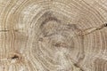 Wooden background with the surface texture of a natural polished sawn cut of old oak wood with annual rings close-up Royalty Free Stock Photo