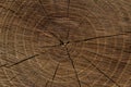 Wooden background. Texture. Tree stump background in the nature eco concept