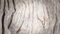 Wooden background or texture of wood.Top view and Close up Royalty Free Stock Photo