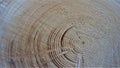 Wooden backround texture annual ring wood design