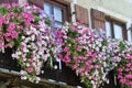 Wooden balcony with Petunias