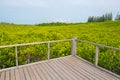 Wooden balcony surrounded with Ceriops Tagal field in mangrove f