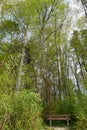 A wooden bank in a wood surrounded by tall trees in springtime with fresh new green foliage, symbol for peace relax and calmness. Royalty Free Stock Photo