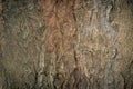 Wooden bark,tree trunk texture Wood bark background Royalty Free Stock Photo