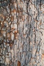 Wooden bark texture for background.