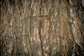 Wooden bark,tree trunk texture Wood bark background Royalty Free Stock Photo