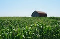 Wooden barn in green cornfield Royalty Free Stock Photo