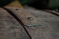 Wooden barrel close up, old porto lodge with rows of oak wooden casks for slow aging of fortified ruby or tawny porto wine in Vila Royalty Free Stock Photo