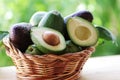 Wooden basket full avocados fruit Royalty Free Stock Photo