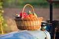 Wooden basket full of freshly harvested vegetables in garden. Royalty Free Stock Photo
