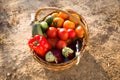 Wooden basket full of freshly harvested vegetables in garden. Royalty Free Stock Photo