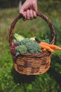 A wooden basket full of green vegetables and berries in man's hand Royalty Free Stock Photo