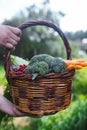 A wooden basket full of green vegetables outdoors Royalty Free Stock Photo