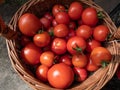 Wooden basket full with red, ripe tomatoes in the garden in summer. Homegrown vegetable harvest Royalty Free Stock Photo