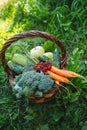 A wooden basket full of ripe vegetables and berries, fruits outdoors Royalty Free Stock Photo