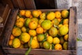 Wooden basket of greenish mandarin oranges tangerins with green leaves Royalty Free Stock Photo