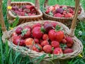 Wooden baskets full with red, ripe strawberries on the ground with green grass in summer. Fruits and food from backyard garden in Royalty Free Stock Photo